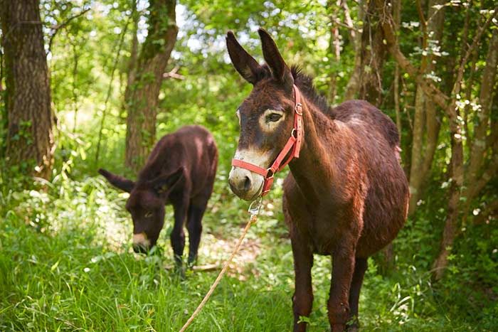 Brtonigla - Verteneglio - Istra