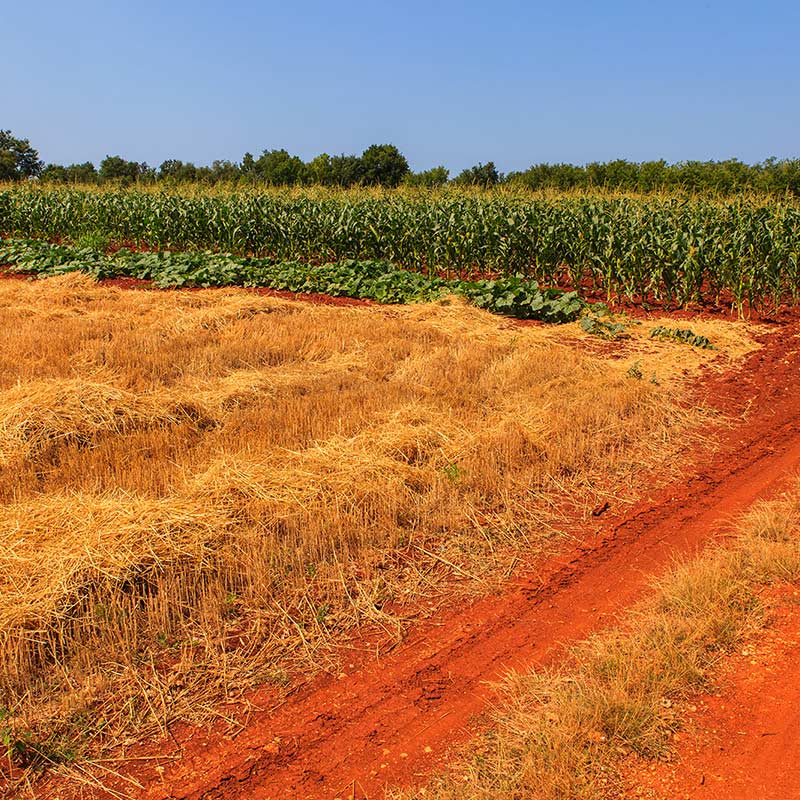 boje radosti naših polja