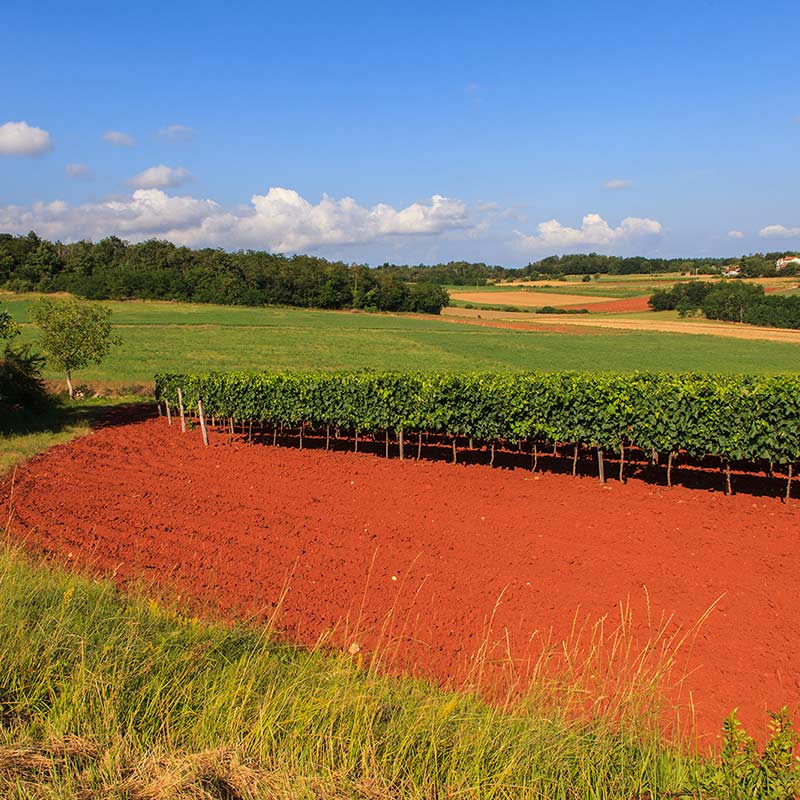 Brtonigla - Verteneglio